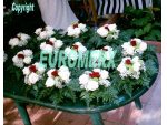 Flori  |  flori baloane  |  flori decorative  |  flori nunta  |  Flori, accesorii nunta - Aranjamente florale Evenimente #1