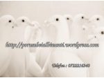 Porumbei albi nunti - Porumbei albi pentru nunta Constanta #4