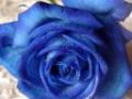 Floare-albastra